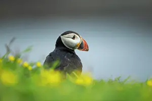 Clown: Puffin (Fratercula arctica) in flowers