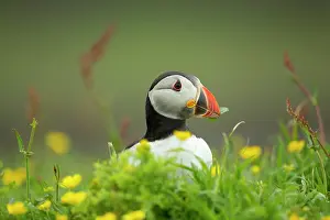 Fratercula: Puffin (Fratercula arctica) in flowers