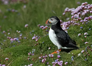 Macareux: Puffin (Fratercula arctica) amongst flowers in spring