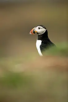 Clown: Puffin (Fratercula arctica) in the grass