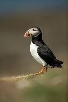 Clown: Puffin (Fratercula arctica) in the grass