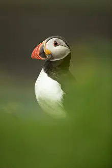 Clown: Puffin (Fratercula arctica) in the grass