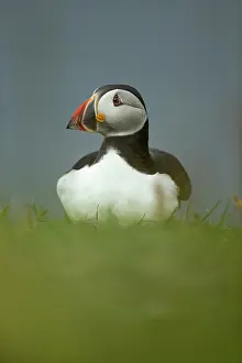 Clown: Puffin (Fratercula arctica) in the grass