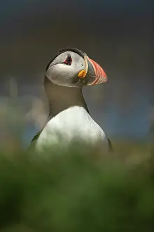 Fratercula: Puffin (Fratercula arctica) in the grass