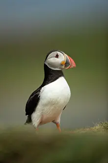 Fratercula: Puffin (Fratercula arctica) in the grass