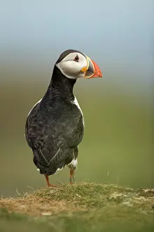 Fratercula: Puffin (Fratercula arctica) in the grass