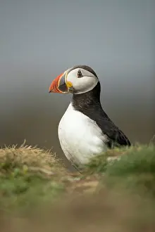 Fratercula: Puffin (Fratercula arctica) in the grass