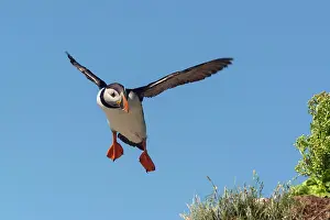 Hornya: Puffin (Fratercula arctica), Horncya, Varanger