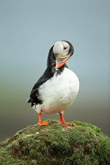 Clown: Puffin (Fratercula arctica) preening
