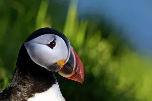 Fratercula: Puffin (Fratercula arctica), Puffin, Puffin, portrait