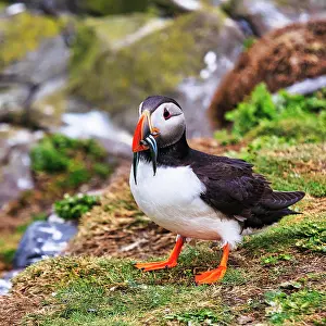 Fratercula: Puffin (Fratercula arctica), Puffin, sandeels (AmmodytidaeI)