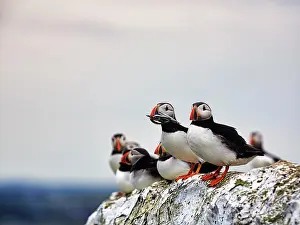 Fratercula: Puffin (Fratercula arctica), Puffin on bird rock