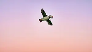 Fratercula: Puffin (Fratercula arctica), Puffin flying in the