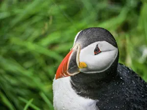Fratercula: Puffin (Fratercula arctica) in the rain, grass