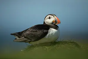 Fratercula: Puffin (Fratercula arctica) resting
