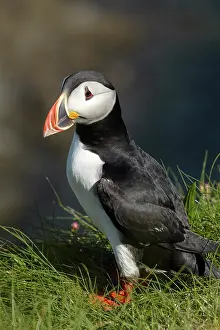 Mull: Puffin (Fratercula arctica), Staffa, off