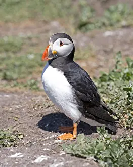 Farne: One Puffin Fratercula arctica standing near burrow