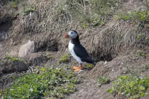 Farne: Puffin Fratercula arctica standing near burrow Farne