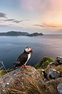Runde: Puffin (Fratercula arctica) standing on rock, Runde