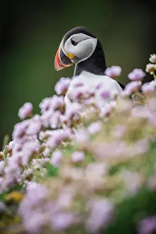 Orkney: Puffin (Fratercula arctica), Sumburgh Head, Mainland