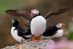 Scots: Puffin (Fratercula arctica) with wings outspread