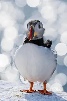 Fratercula: Puffin (Fratercula arctica) in winter, circular