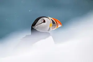 Storm: Puffin (Fratercula arctica) in winter during snowfall