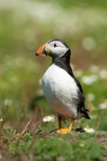 Jake Stephen: Puffin on grass with Daisies in background
