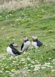 Puffins: Puffin - group of three on grass