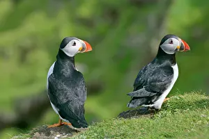 Unst: Puffin - two individuals sitting on cliff edge
