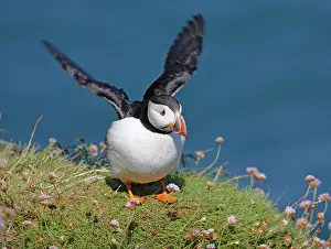 Puffins: Puffin - lands on grass ledge by sea