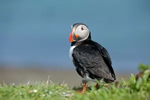 Lunga: Puffin - Lunga