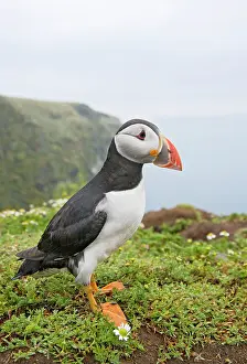 Puffins: Puffin - near nest burrow