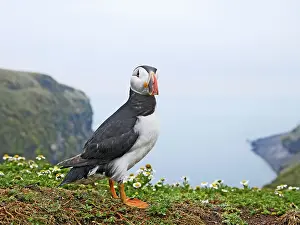 Puffins: Puffin - near nest burrow