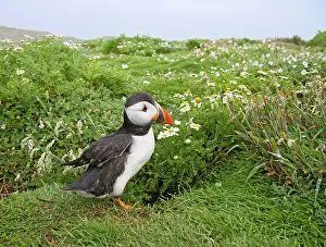 Burrows: Puffin - near nest burrow