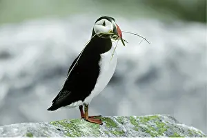 Machias: Puffin with nesting material in its beak
