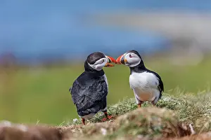 Puffins: Puffin - Pair - Courting - UK