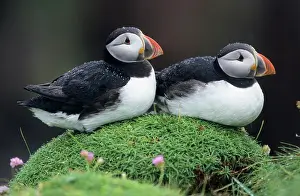 Artica: PUFFIN - Pair resting