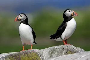 Fratecula: Puffin - pair resting on rock