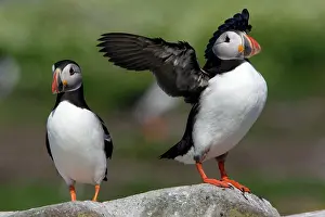 Fratecula: Puffin - pair on rock, one bird drying its wings