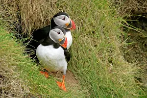 Unst: Puffin - pair sitting in front of burrow on a steep cliff