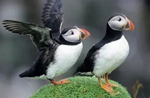 Artica: PUFFIN - Pair, one with wings outstretched