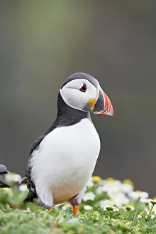 Puffins: Puffin - portrait
