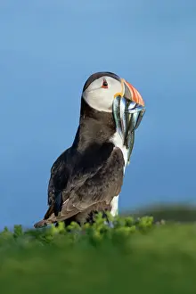 Eels: Puffin - with Sand Eels