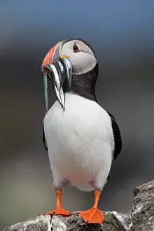 Eels: Puffin - with Sand Eels
