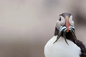Eels: Puffin - with Sand Eels