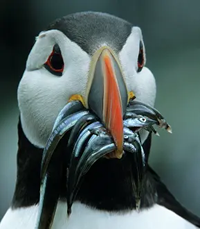 Sandeels: Puffin - with Sandeels