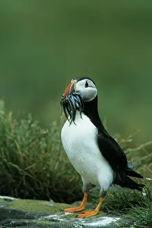 Sandeels: Puffin - With Sandeels