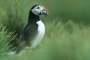 Sandeels: Puffin - With Sandeels
