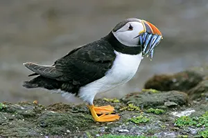 Sandeels: Puffin - with sandeels in bill